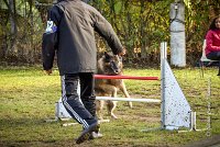 006 AGILITY ARGENTEUIL - DUC -5932 : 2016, 23 Octobre 2016, AGILITY ARGENTEUIL, CHIEN DE BERGER BELGE, Catégorie C, D052, DUC, Dossard 52, GPF