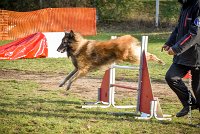 007 AGILITY ARGENTEUIL - DUC -5933 : 2016, 23 Octobre 2016, AGILITY ARGENTEUIL, CHIEN DE BERGER BELGE, Catégorie C, D052, DUC, Dossard 52, GPF