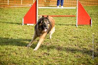 008 AGILITY ARGENTEUIL - DUC -5934 : 2016, 23 Octobre 2016, AGILITY ARGENTEUIL, CHIEN DE BERGER BELGE, Catégorie C, D052, DUC, Dossard 52, GPF