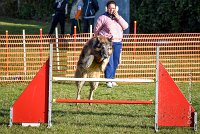 010 AGILITY ARGENTEUIL - DUC -5936 : 2016, 23 Octobre 2016, AGILITY ARGENTEUIL, CHIEN DE BERGER BELGE, Catégorie C, D052, DUC, Dossard 52, GPF