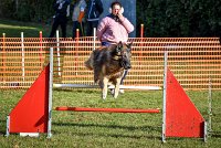 011 AGILITY ARGENTEUIL - DUC -5937 : 2016, 23 Octobre 2016, AGILITY ARGENTEUIL, CHIEN DE BERGER BELGE, Catégorie C, D052, DUC, Dossard 52, GPF