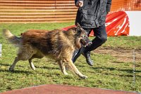 012 AGILITY ARGENTEUIL - DUC -5939 : 2016, 23 Octobre 2016, AGILITY ARGENTEUIL, CHIEN DE BERGER BELGE, Catégorie C, D052, DUC, Dossard 52, GPF