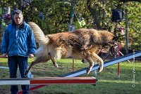 013 AGILITY ARGENTEUIL - DUC -5940 : 2016, 23 Octobre 2016, AGILITY ARGENTEUIL, CHIEN DE BERGER BELGE, Catégorie C, D052, DUC, Dossard 52, GPF