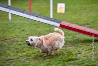 001 AGILITY ARGENTEUIL - ELANNE -4454 : 2016, 23 Octobre 2016, AGILITY ARGENTEUIL, Catégorie A, D029, Dossard 29, ELANNE, GPF