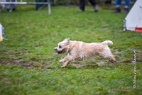 002 AGILITY ARGENTEUIL - ELANNE -4455 : 2016, 23 Octobre 2016, AGILITY ARGENTEUIL, Catégorie A, D029, Dossard 29, ELANNE, GPF