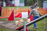 003 AGILITY ARGENTEUIL - ELANNE -4457 : 2016, 23 Octobre 2016, AGILITY ARGENTEUIL, Catégorie A, D029, Dossard 29, ELANNE, GPF