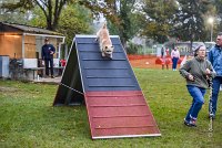 004 AGILITY ARGENTEUIL - ELANNE -4458 : 2016, 23 Octobre 2016, AGILITY ARGENTEUIL, Catégorie A, D029, Dossard 29, ELANNE, GPF