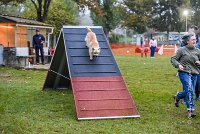 005 AGILITY ARGENTEUIL - ELANNE -4459 : 2016, 23 Octobre 2016, AGILITY ARGENTEUIL, Catégorie A, D029, Dossard 29, ELANNE, GPF