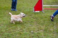 006 AGILITY ARGENTEUIL - ELANNE -4460 : 2016, 23 Octobre 2016, AGILITY ARGENTEUIL, Catégorie A, D029, Dossard 29, ELANNE, GPF