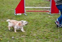 007 AGILITY ARGENTEUIL - ELANNE -4461 : 2016, 23 Octobre 2016, AGILITY ARGENTEUIL, Catégorie A, D029, Dossard 29, ELANNE, GPF