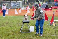 008 AGILITY ARGENTEUIL - ELANNE -4462 : 2016, 23 Octobre 2016, AGILITY ARGENTEUIL, Catégorie A, D029, Dossard 29, ELANNE, GPF