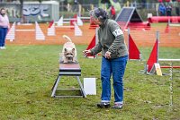 009 AGILITY ARGENTEUIL - ELANNE -4463 : 2016, 23 Octobre 2016, AGILITY ARGENTEUIL, Catégorie A, D029, Dossard 29, ELANNE, GPF