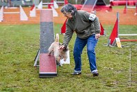 010 AGILITY ARGENTEUIL - ELANNE -4464 : 2016, 23 Octobre 2016, AGILITY ARGENTEUIL, Catégorie A, D029, Dossard 29, ELANNE, GPF