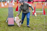 011 AGILITY ARGENTEUIL - ELANNE -4465 : 2016, 23 Octobre 2016, AGILITY ARGENTEUIL, Catégorie A, D029, Dossard 29, ELANNE, GPF