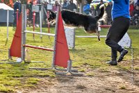 004 AGILITY ARGENTEUIL - CAT C- E TAGADA -5614 : 2016, 23 Octobre 2016, AGILITY ARGENTEUIL, BORDER COLLIE, Catégorie C, D117, DUCARRE Bertille, Dossard 117, E'TAGADA, GPF