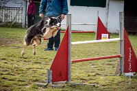 006 AGILITY ARGENTEUIL - CAT C- E TAGADA -5616 : 2016, 23 Octobre 2016, AGILITY ARGENTEUIL, BORDER COLLIE, Catégorie C, D117, DUCARRE Bertille, Dossard 117, E'TAGADA, GPF