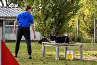 007 AGILITY ARGENTEUIL - CAT C- E TAGADA -5617 : 2016, 23 Octobre 2016, AGILITY ARGENTEUIL, BORDER COLLIE, Catégorie C, D117, DUCARRE Bertille, Dossard 117, E'TAGADA, GPF