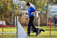 008 AGILITY ARGENTEUIL - CAT C- E TAGADA -5618 : 2016, 23 Octobre 2016, AGILITY ARGENTEUIL, BORDER COLLIE, Catégorie C, D117, DUCARRE Bertille, Dossard 117, E'TAGADA, GPF