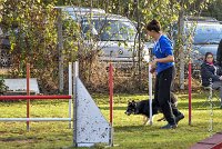 009 AGILITY ARGENTEUIL - CAT C- E TAGADA -5619 : 2016, 23 Octobre 2016, AGILITY ARGENTEUIL, BORDER COLLIE, Catégorie C, D117, DUCARRE Bertille, Dossard 117, E'TAGADA, GPF