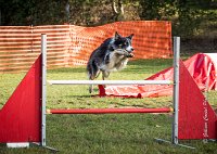 011 AGILITY ARGENTEUIL - CAT C- E TAGADA -5621 : 2016, 23 Octobre 2016, AGILITY ARGENTEUIL, BORDER COLLIE, Catégorie C, D117, DUCARRE Bertille, Dossard 117, E'TAGADA, GPF