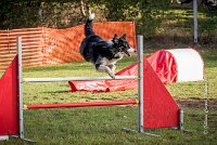 012 AGILITY ARGENTEUIL - CAT C- E TAGADA -5622 : 2016, 23 Octobre 2016, AGILITY ARGENTEUIL, BORDER COLLIE, Catégorie C, D117, DUCARRE Bertille, Dossard 117, E'TAGADA, GPF