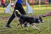 013 AGILITY ARGENTEUIL - CAT C- E TAGADA -5623 : 2016, 23 Octobre 2016, AGILITY ARGENTEUIL, BORDER COLLIE, Catégorie C, D117, DUCARRE Bertille, Dossard 117, E'TAGADA, GPF