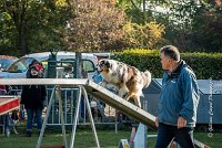 001 AGILITY ARGENTEUIL - ETNA -6409 : 2016, 23 Octobre 2016, AGILITY ARGENTEUIL, BERGER AUSTRALIEN, D017, Dossard  17, ETNA