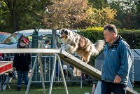 002 AGILITY ARGENTEUIL - ETNA -6410 : 2016, 23 Octobre 2016, AGILITY ARGENTEUIL, BERGER AUSTRALIEN, D017, Dossard  17, ETNA