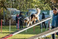 004 AGILITY ARGENTEUIL - ETNA -6412 : 2016, 23 Octobre 2016, AGILITY ARGENTEUIL, BERGER AUSTRALIEN, D017, Dossard  17, ETNA