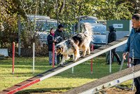 005 AGILITY ARGENTEUIL - ETNA -6413 : 2016, 23 Octobre 2016, AGILITY ARGENTEUIL, BERGER AUSTRALIEN, D017, Dossard  17, ETNA