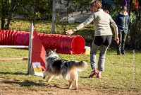 006 AGILITY ARGENTEUIL - ETNA -6414 : 2016, 23 Octobre 2016, AGILITY ARGENTEUIL, BERGER AUSTRALIEN, D017, Dossard  17, ETNA