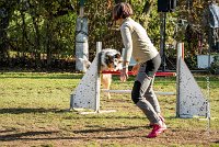 007 AGILITY ARGENTEUIL - ETNA -6416 : 2016, 23 Octobre 2016, AGILITY ARGENTEUIL, BERGER AUSTRALIEN, D017, Dossard  17, ETNA