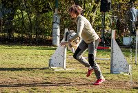 008 AGILITY ARGENTEUIL - ETNA -6417 : 2016, 23 Octobre 2016, AGILITY ARGENTEUIL, BERGER AUSTRALIEN, D017, Dossard  17, ETNA