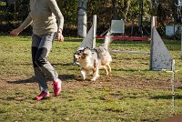 009 AGILITY ARGENTEUIL - ETNA -6418 : 2016, 23 Octobre 2016, AGILITY ARGENTEUIL, BERGER AUSTRALIEN, D017, Dossard  17, ETNA