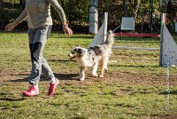 010 AGILITY ARGENTEUIL - ETNA -6419 : 2016, 23 Octobre 2016, AGILITY ARGENTEUIL, BERGER AUSTRALIEN, D017, Dossard  17, ETNA