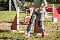 011 AGILITY ARGENTEUIL - ETNA -6420 : 2016, 23 Octobre 2016, AGILITY ARGENTEUIL, BERGER AUSTRALIEN, D017, Dossard  17, ETNA