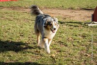 012 AGILITY ARGENTEUIL - ETNA -6421 : 2016, 23 Octobre 2016, AGILITY ARGENTEUIL, BERGER AUSTRALIEN, D017, Dossard  17, ETNA