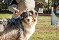 015 AGILITY ARGENTEUIL - ETNA -6424 : 2016, 23 Octobre 2016, AGILITY ARGENTEUIL, BERGER AUSTRALIEN, D017, Dossard  17, ETNA