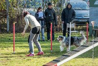 016 AGILITY ARGENTEUIL - ETNA -6426 : 2016, 23 Octobre 2016, AGILITY ARGENTEUIL, BERGER AUSTRALIEN, D017, Dossard  17, ETNA