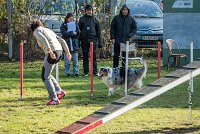 017 AGILITY ARGENTEUIL - ETNA -6427 : 2016, 23 Octobre 2016, AGILITY ARGENTEUIL, BERGER AUSTRALIEN, D017, Dossard  17, ETNA