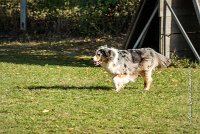 018 AGILITY ARGENTEUIL - ETNA -6432 : 2016, 23 Octobre 2016, AGILITY ARGENTEUIL, BERGER AUSTRALIEN, D017, Dossard  17, ETNA