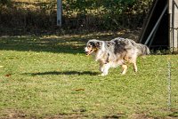 019 AGILITY ARGENTEUIL - ETNA -6433 : 2016, 23 Octobre 2016, AGILITY ARGENTEUIL, BERGER AUSTRALIEN, D017, Dossard  17, ETNA