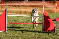 020 AGILITY ARGENTEUIL - ETNA -6434 : 2016, 23 Octobre 2016, AGILITY ARGENTEUIL, BERGER AUSTRALIEN, D017, Dossard  17, ETNA