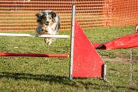 021 AGILITY ARGENTEUIL - ETNA -6435 : 2016, 23 Octobre 2016, AGILITY ARGENTEUIL, BERGER AUSTRALIEN, D017, Dossard  17, ETNA