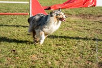 022 AGILITY ARGENTEUIL - ETNA -6436 : 2016, 23 Octobre 2016, AGILITY ARGENTEUIL, BERGER AUSTRALIEN, D017, Dossard  17, ETNA