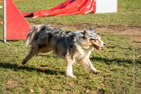 023 AGILITY ARGENTEUIL - ETNA -6437 : 2016, 23 Octobre 2016, AGILITY ARGENTEUIL, BERGER AUSTRALIEN, D017, Dossard  17, ETNA