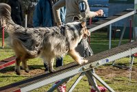 024 AGILITY ARGENTEUIL - ETNA -6438 : 2016, 23 Octobre 2016, AGILITY ARGENTEUIL, BERGER AUSTRALIEN, D017, Dossard  17, ETNA