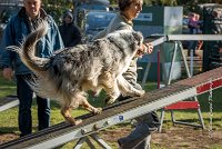 025 AGILITY ARGENTEUIL - ETNA -2 : 2016, 23 Octobre 2016, AGILITY ARGENTEUIL, BERGER AUSTRALIEN, D017, Dossard  17, ETNA