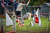 027 AGILITY ARGENTEUIL - ETNA -6865 : 2016, 23 Octobre 2016, 2ème degré, AGILITY ARGENTEUIL, BERGER AUSTRALIEN, Catégorie C, D017, Dossard  17, ETNA