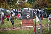 028 AGILITY ARGENTEUIL - ETNA -6866 : 2016, 23 Octobre 2016, 2ème degré, AGILITY ARGENTEUIL, BERGER AUSTRALIEN, Catégorie C, D017, Dossard  17, ETNA